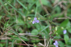 Murdannia nudiflora